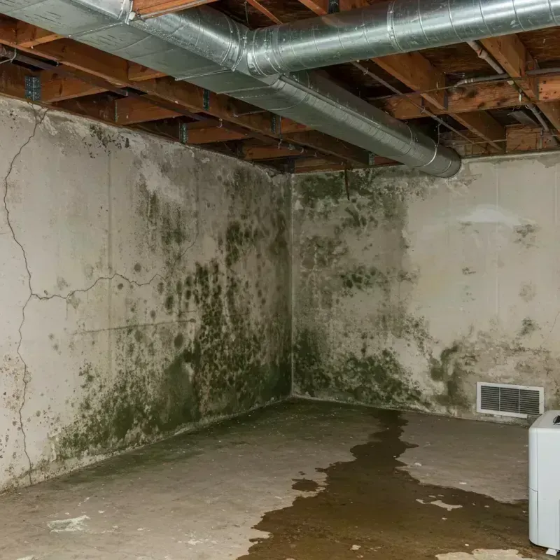 Professional Mold Removal in Kalida, OH